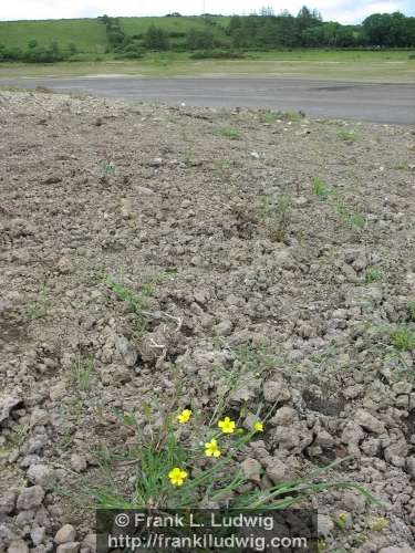 Lough Nasool Drained (2006)